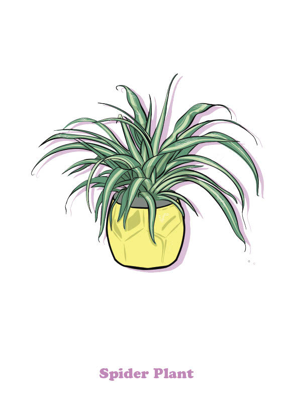 Spider Plant