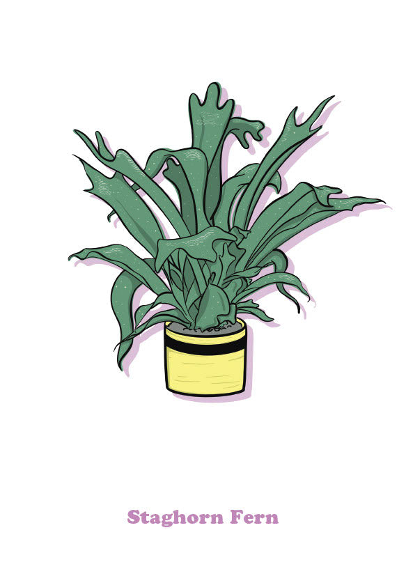 Staghorn Fern