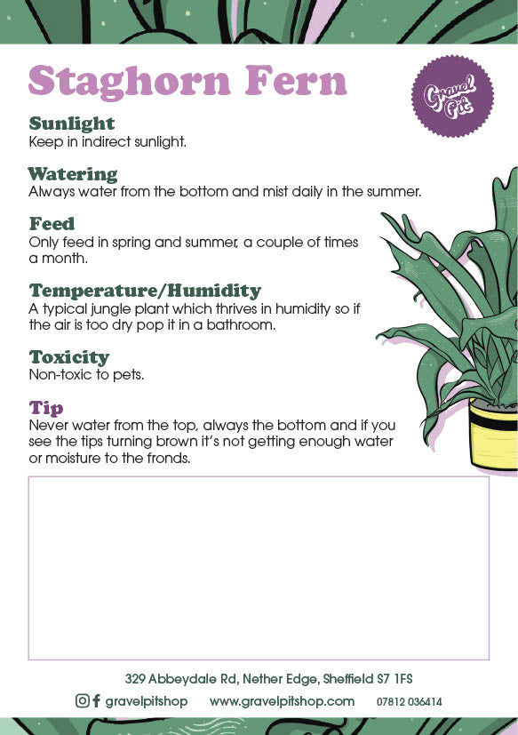 Staghorn Fern