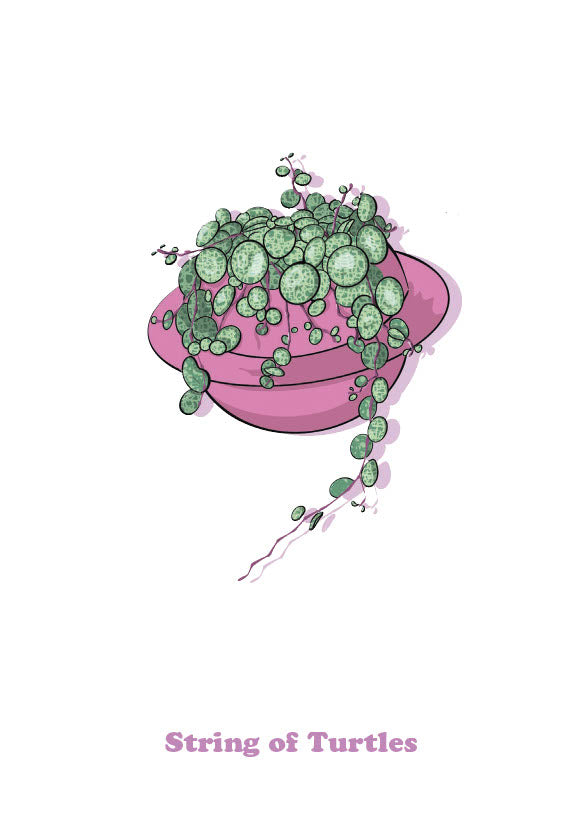String of Turtles-1