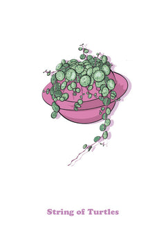 String of Turtles-1