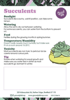 Succulent Terrarium-4