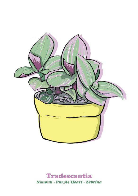 Tradescantia