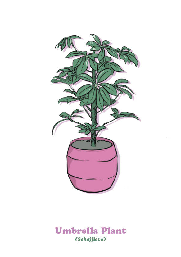 Umbrella Plant-1