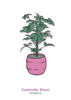 Umbrella Plant-1