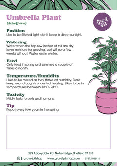 Umbrella Plant-2