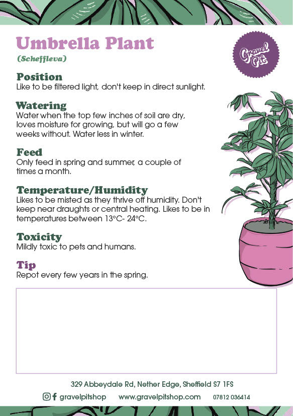 Umbrella Plant