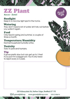 ZZ Plant (Zamioculcas Zamifolia)-4