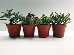 Succulent Medley Box-3