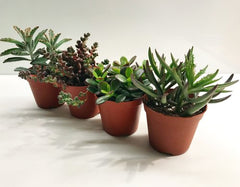 Succulent Medley Box-4