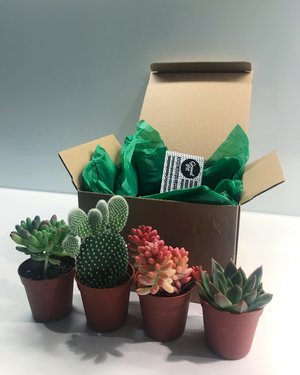 Succulent Medley Box-1
