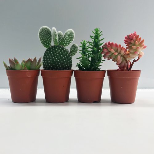 Succulent Medley Box