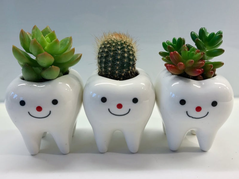 Toothy Pegs-3