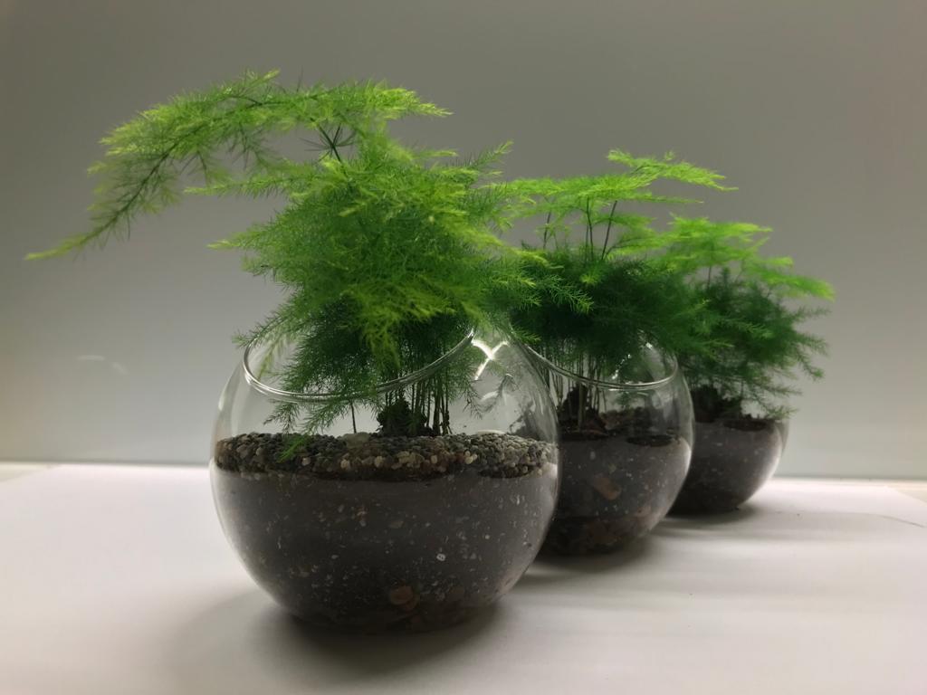 Fern Terrarium