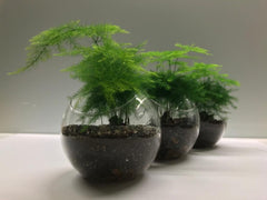 Fern Terrarium-2