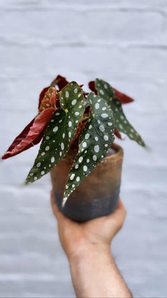 Polka Dot Begonia-1