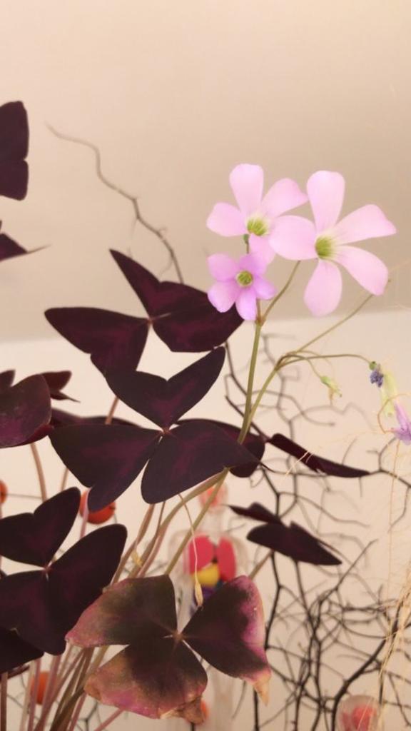 Oxalis Triangularis-4