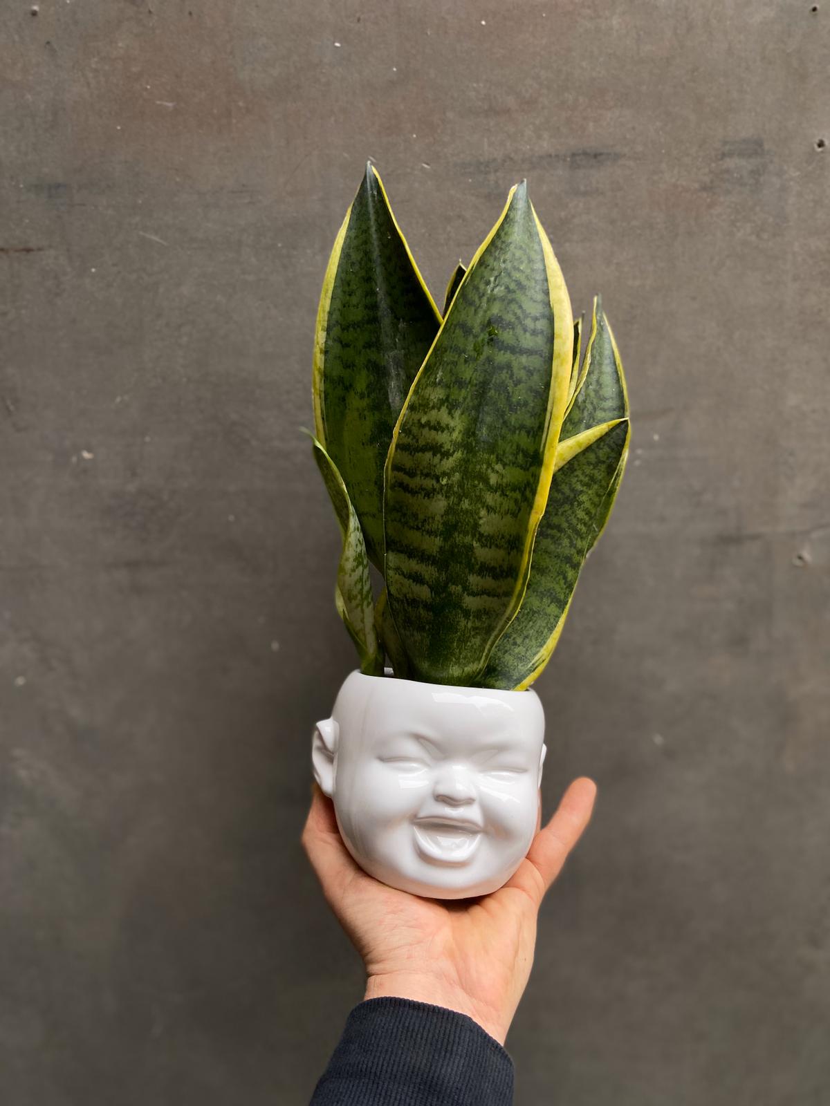 Snake Plant-2