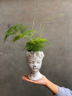 Asparagus Fern-3