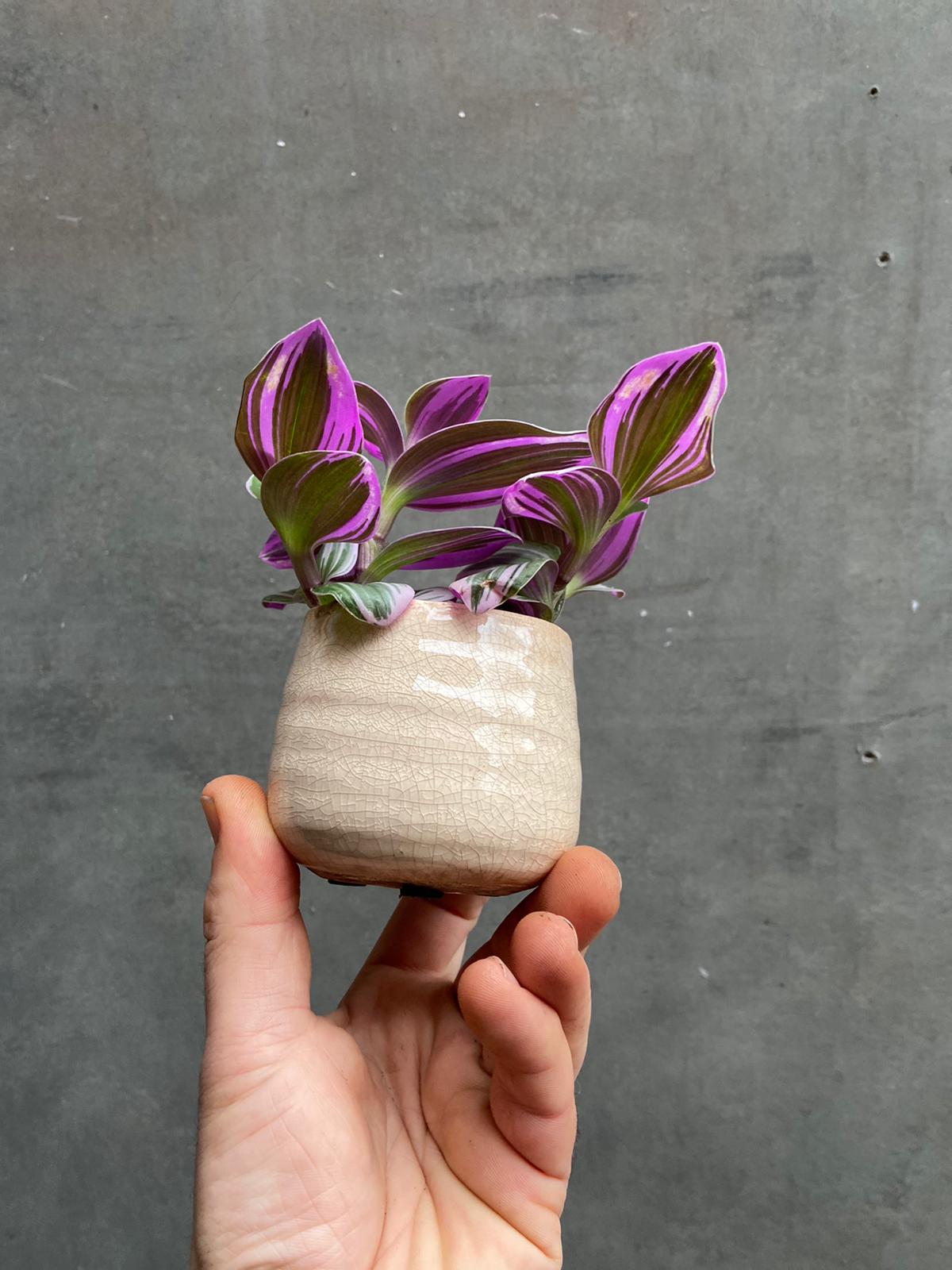 Tradescantia Nanouk-3
