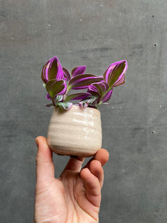 Tradescantia Nanouk-3