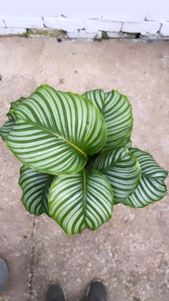 Calathea Orbifolia-5