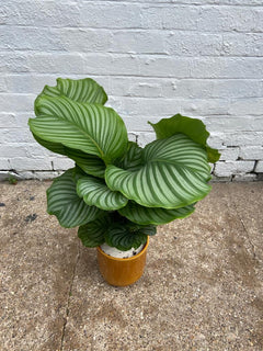 Calathea Orbifolia-8