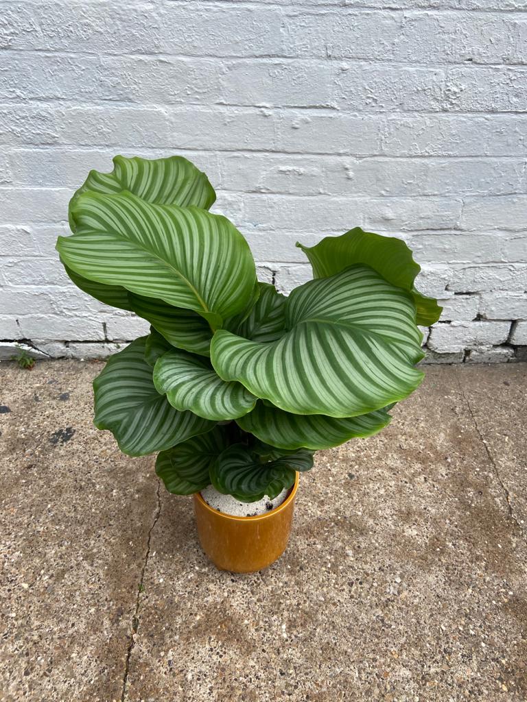 Calathea Orbifolia-8