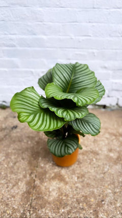 Calathea Orbifolia-9