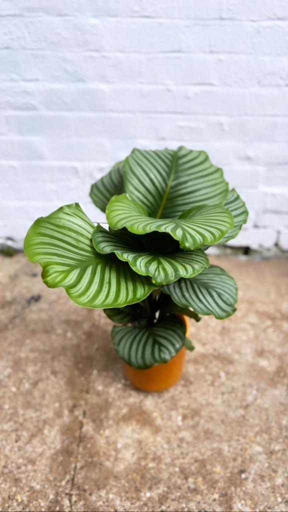 Calathea Orbifolia-9