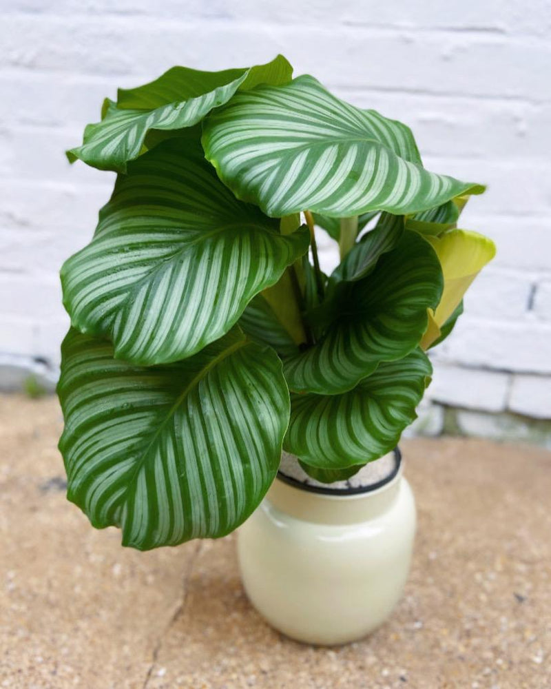 Calathea Orbifolia-6