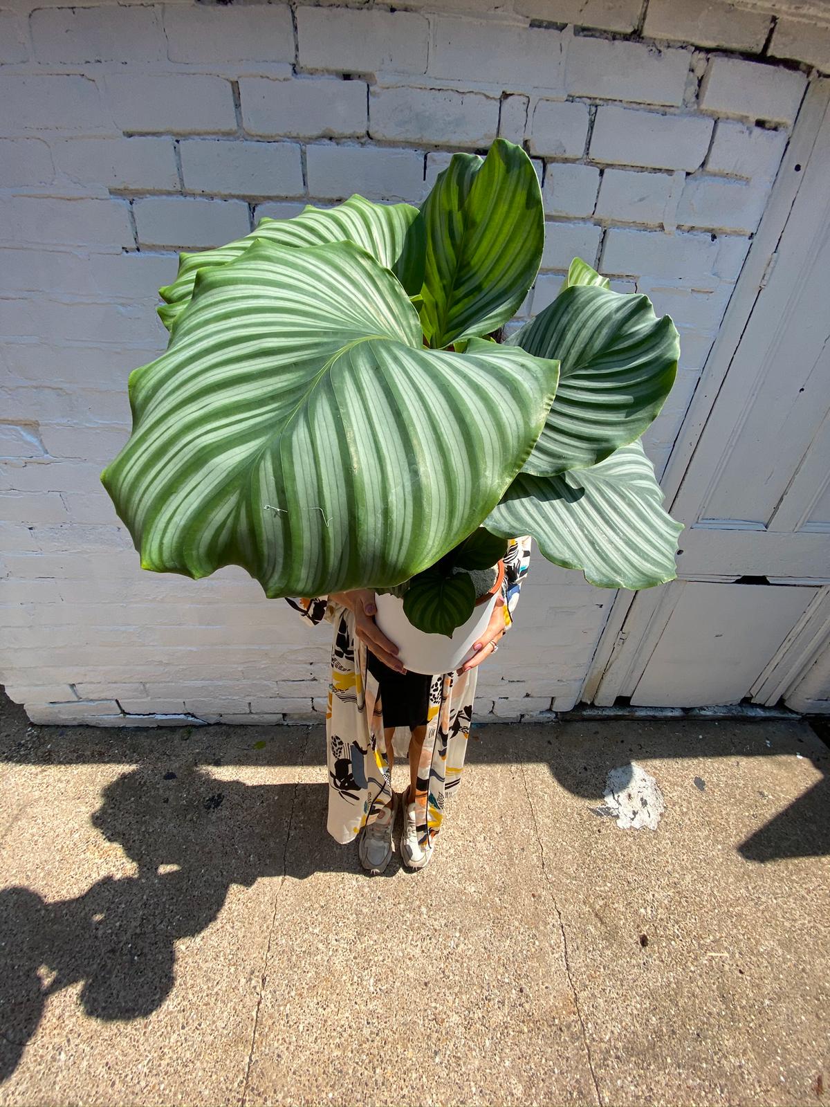 Calathea Orbifolia-7