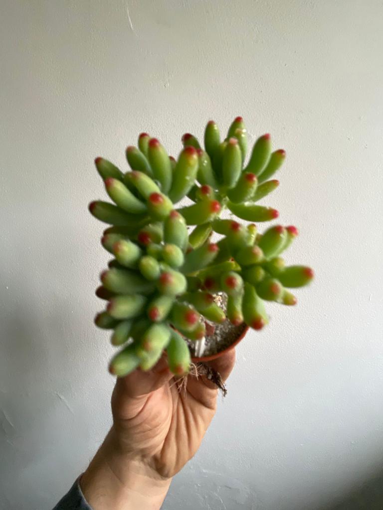 Succulent (Small)-3