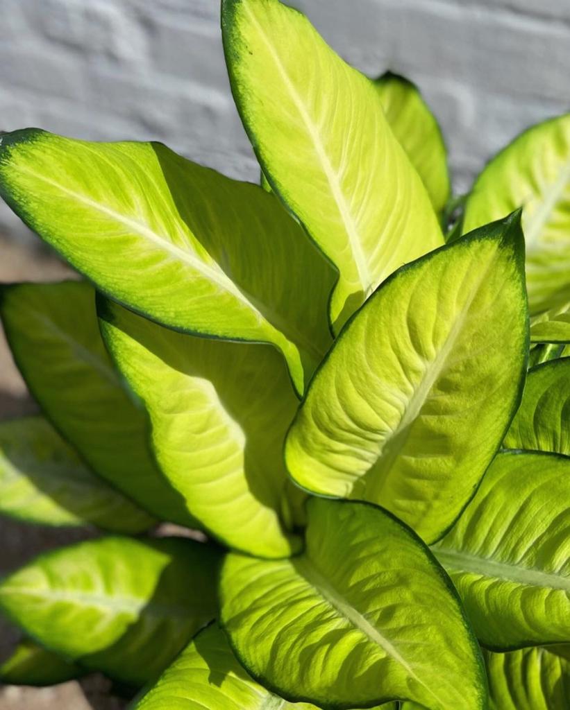 Dieffenbachia Summer Style-9