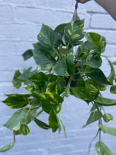 Devil’s Ivy Hanger-1