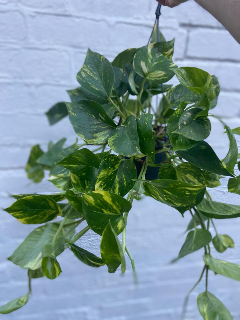 Devil’s Ivy Hanger-1