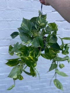Devil’s Ivy Hanger-2