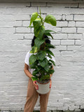 Devil’s Ivy Moss Pole
