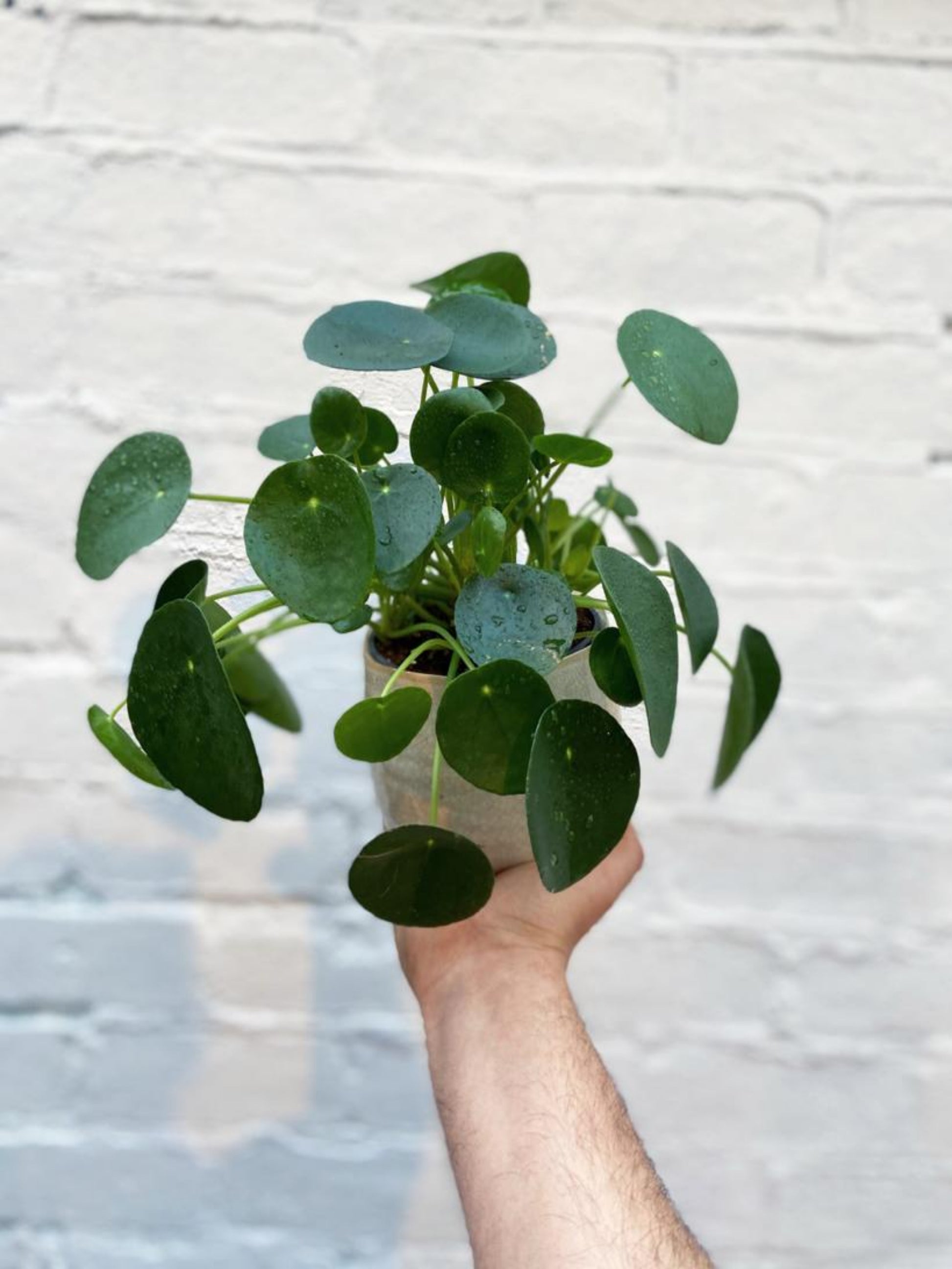 Chinese Money Plant-3