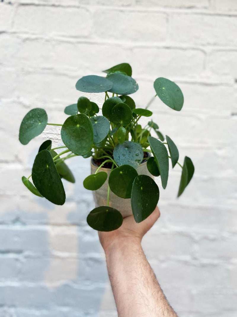 Chinese Money Plant-3