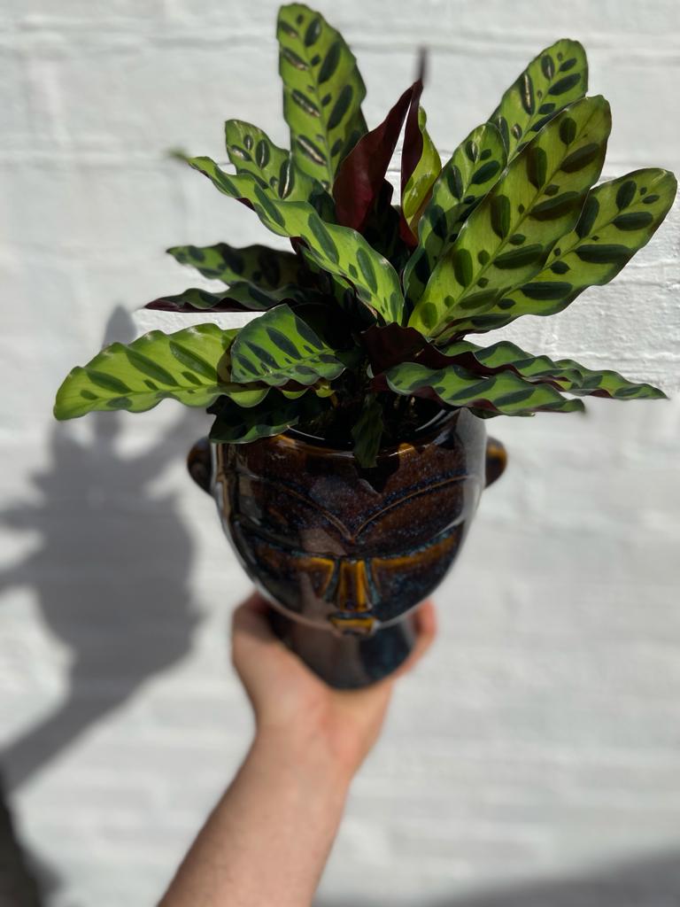 Rattlesnake Calathea-4