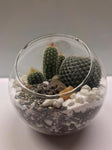Cactus Terrarium