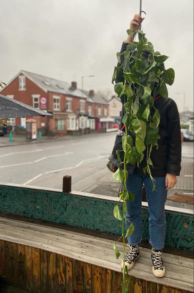 Devil’s Ivy Hanger-4