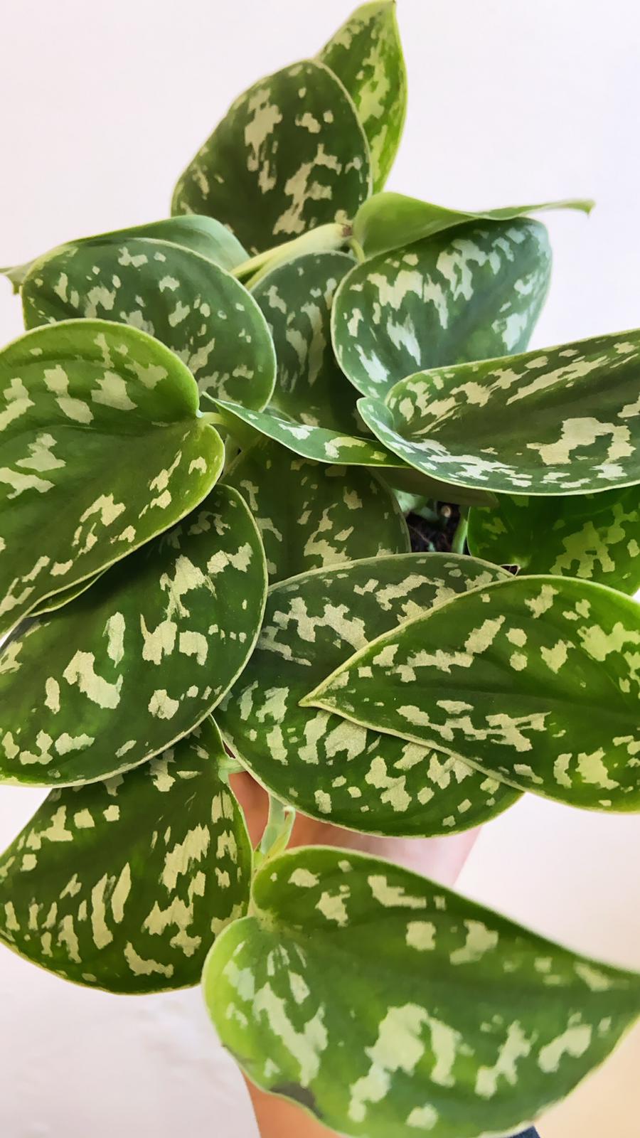 Satin Pothos-3