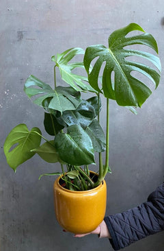 Monstera Deliciosa (medium)-2