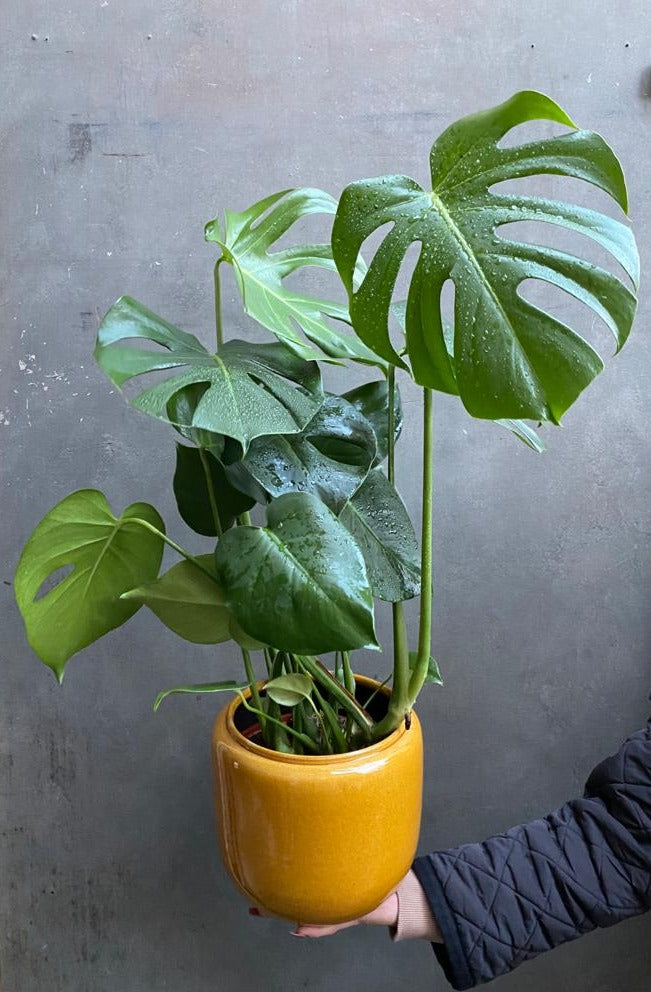 Monstera Deliciosa (medium)