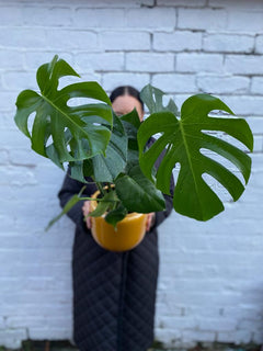 Monstera Deliciosa (medium)-1
