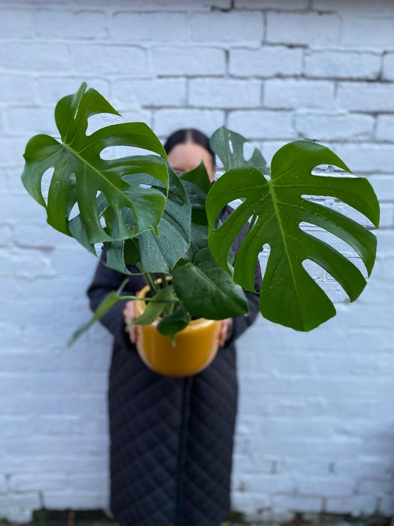 Monstera Deliciosa (medium)-1