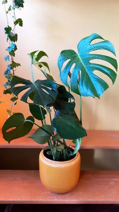 Monstera Deliciosa (medium)-3