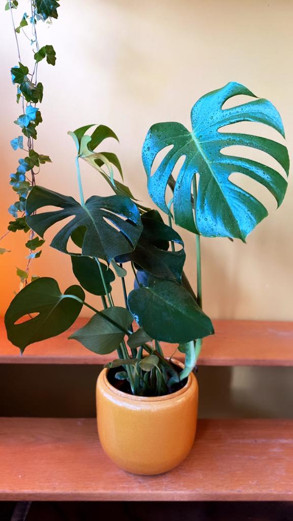 Monstera Deliciosa (medium)-3